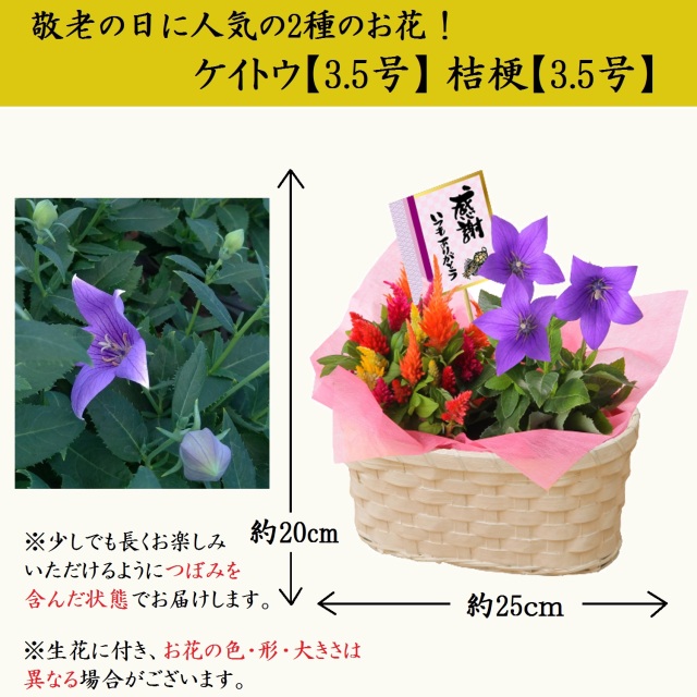 21敬老の日 抹茶ケーキと抹茶ラテとお花のセット 9 16 までにお届け 宇治茶 抹茶スイーツ 抹茶菓子 京都茶匠きよ泉